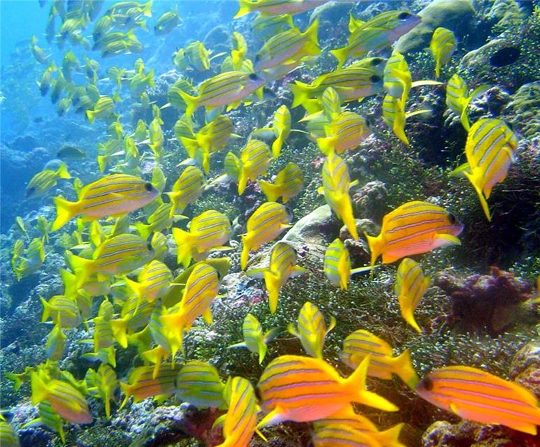 Shoal of Fishes jigsaw puzzle
