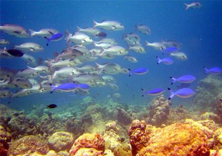 Army of Fishes jigsaw puzzle
