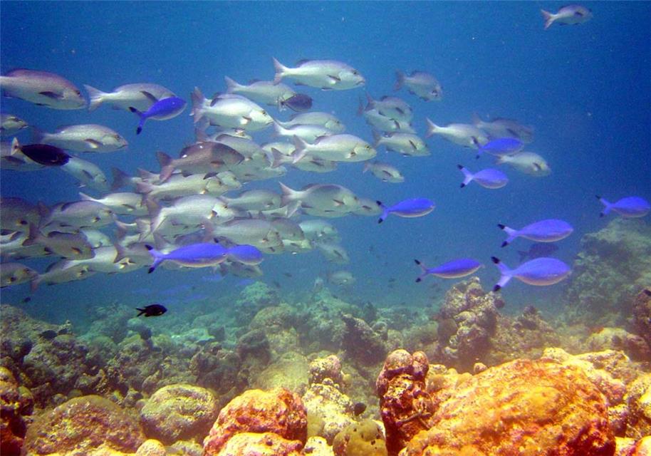 Army of Fishes jigsaw puzzle