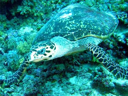 Turtle jigsaw puzzle