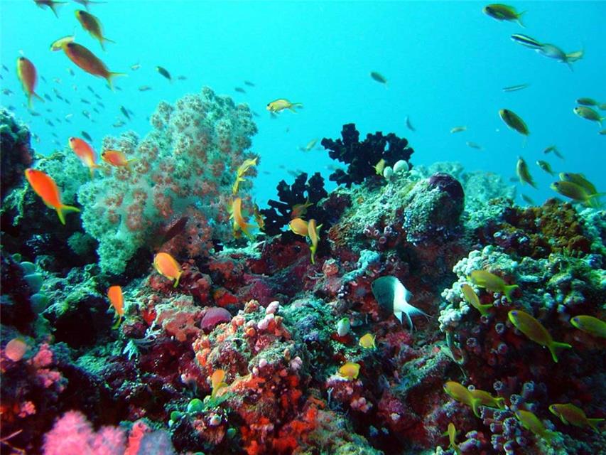 Underwater Environment jigsaw puzzle