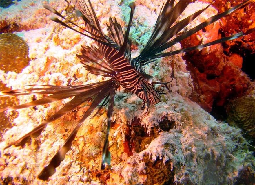 Red lionfish jigsaw puzzle