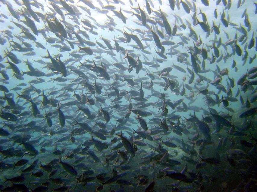 Army of Fishes jigsaw puzzle