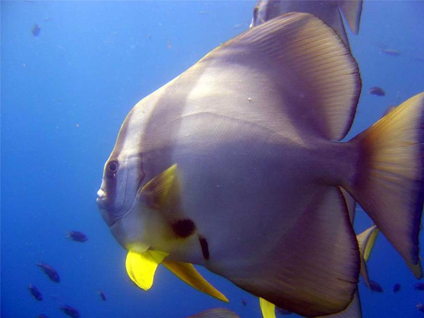 Aquarium Fish jigsaw puzzle