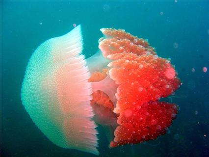 Jellyfish jigsaw puzzle