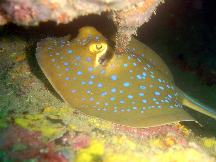 Undersea Ramp jigsaw puzzle