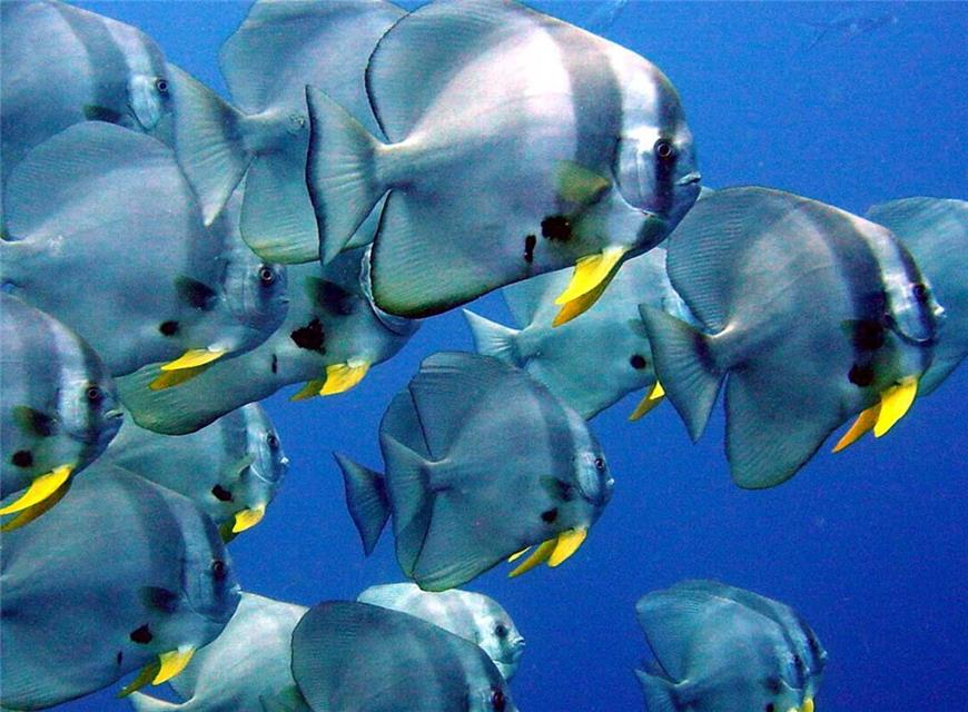 Identical Fishes jigsaw puzzle