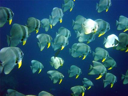 Shoal of Fishes jigsaw puzzle