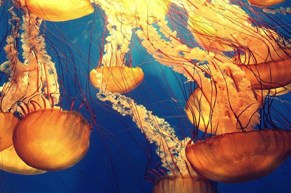 Jellyfish jigsaw puzzle