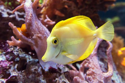 Zebrasoma Flavescens jigsaw puzzle