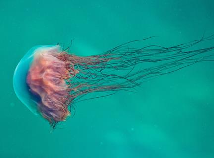 Jellyfish jigsaw puzzle