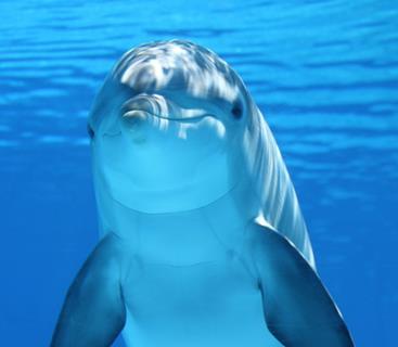 Dolphin jigsaw puzzle