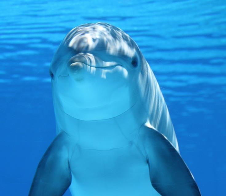 Dolphin jigsaw puzzle