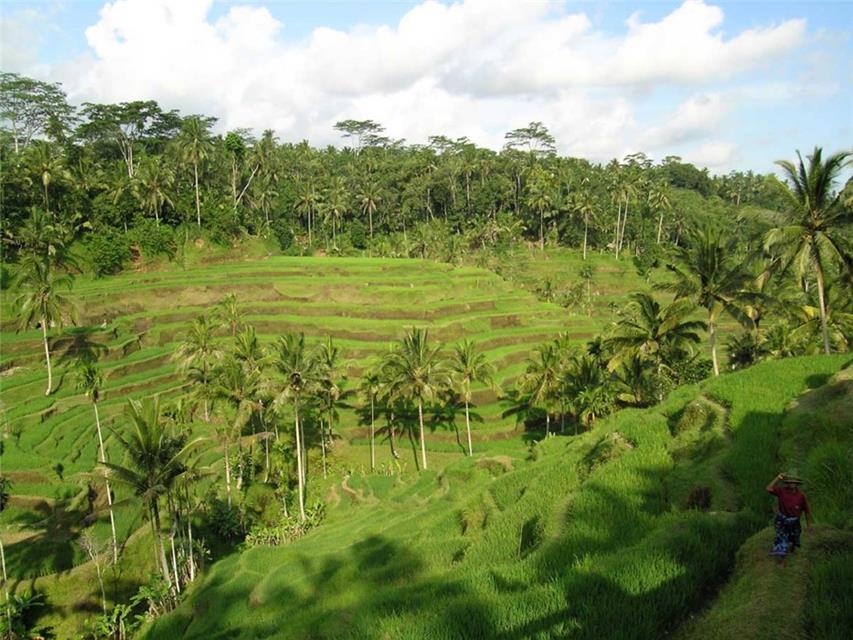 Rice Fields of Bali jigsaw puzzle