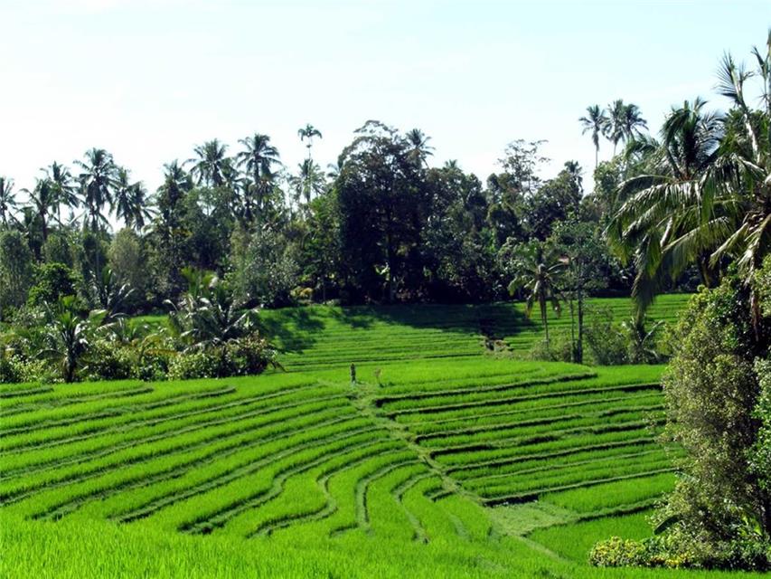 Bali Terraces jigsaw puzzle