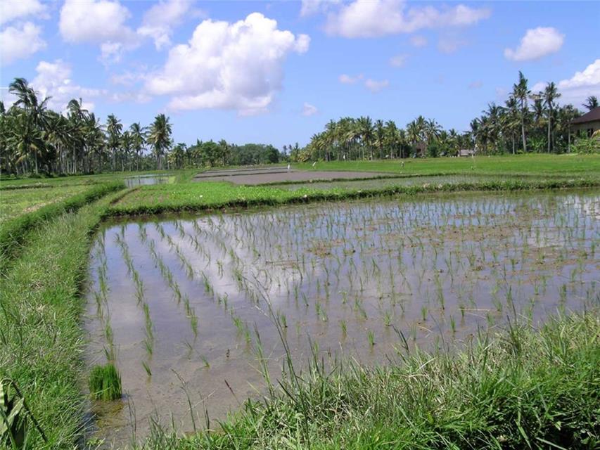 Rice Farm jigsaw puzzle