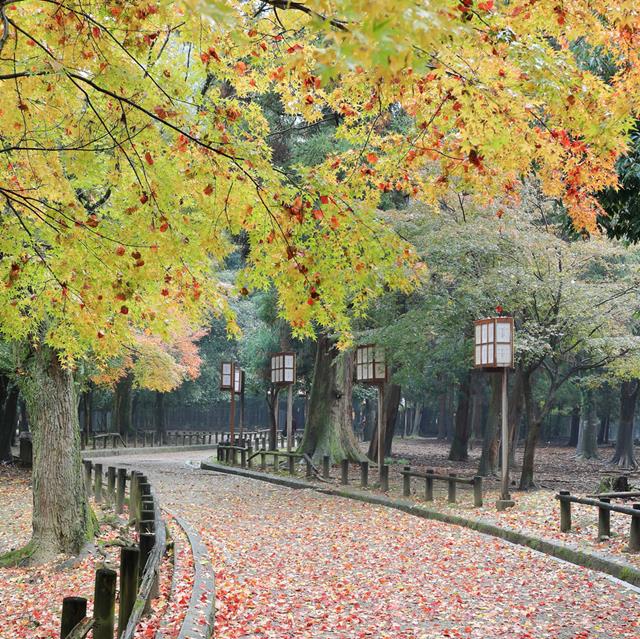 Nara Park In November jigsaw puzzle