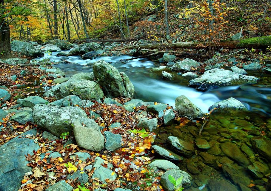 Autumn Flowing Forest River Virginia Forest Wander jigsaw puzzle