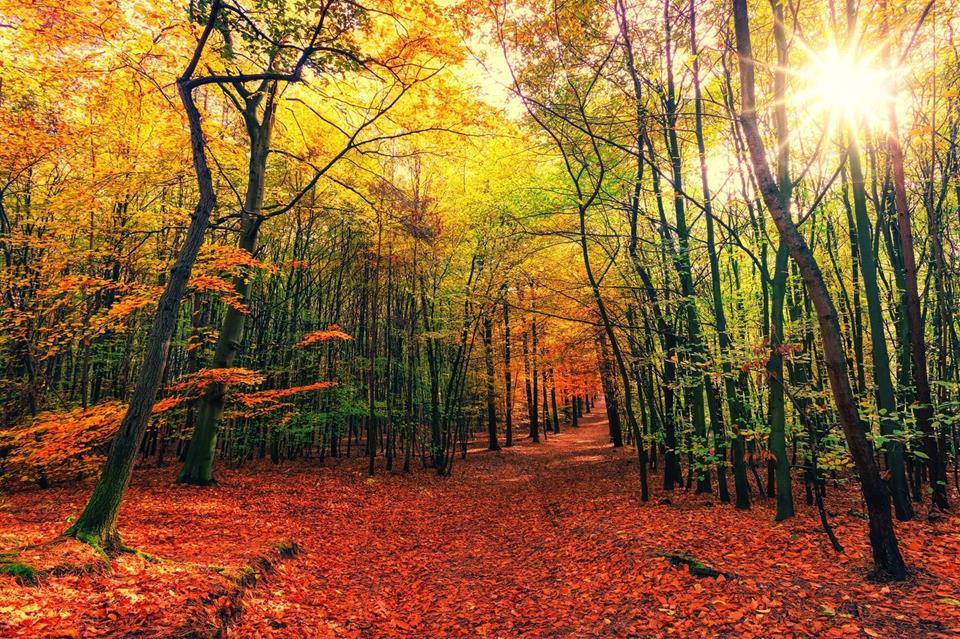Autumn Woods jigsaw puzzle