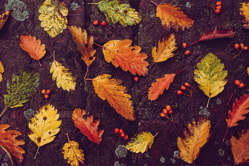 Autumn Leaves and Seeds jigsaw puzzle