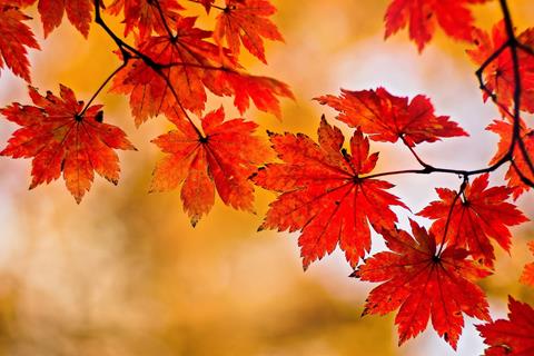 Autumn Is Coming jigsaw puzzle
