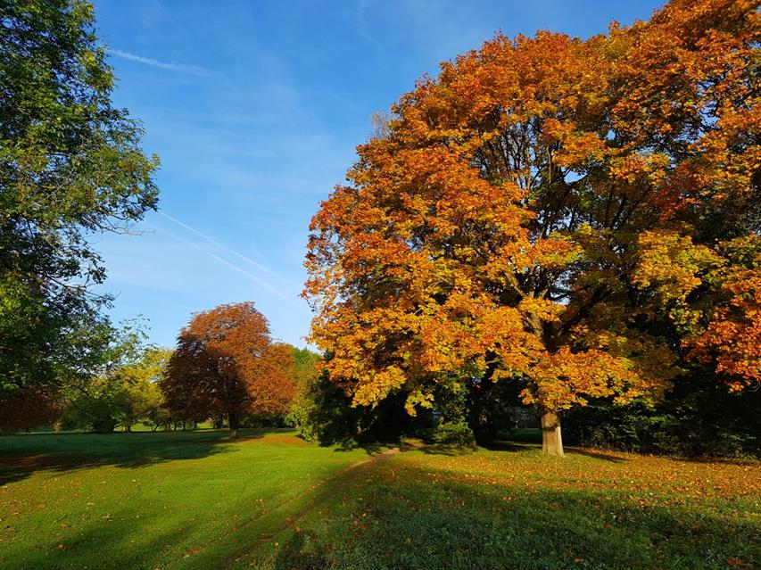 Autumn Morning jigsaw puzzle