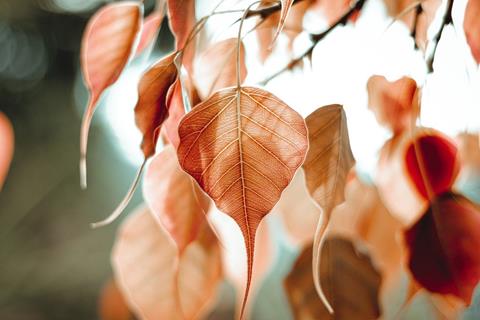 Bo Leaf jigsaw puzzle