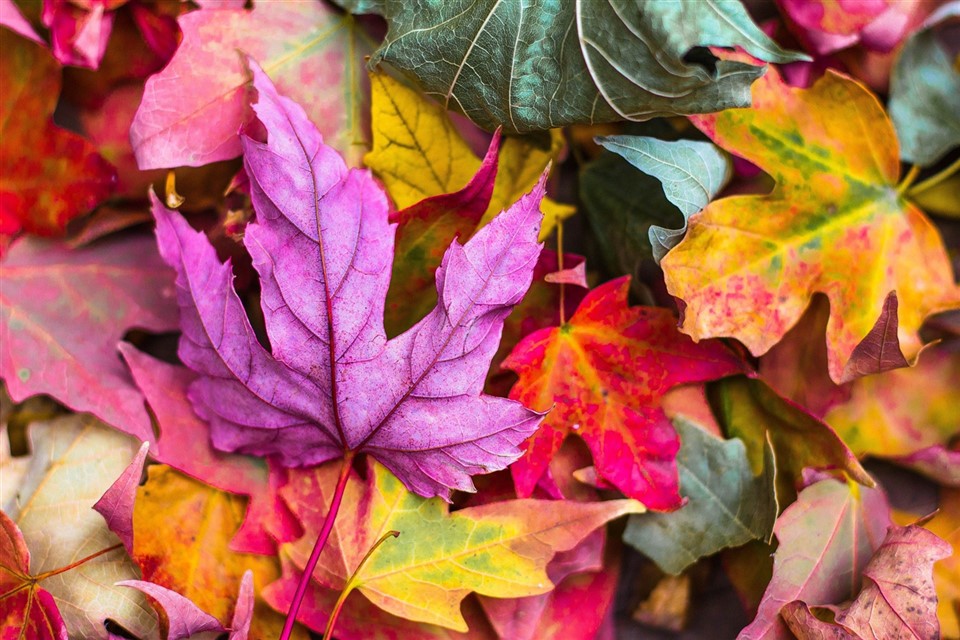 Colorful Autumn Leaves jigsaw puzzle