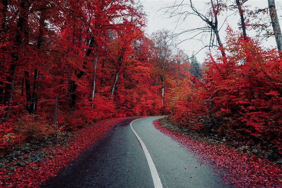 Countryside Road Autumn jigsaw puzzle