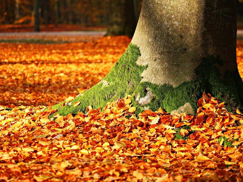 Fall Foliage With Tree jigsaw puzzle