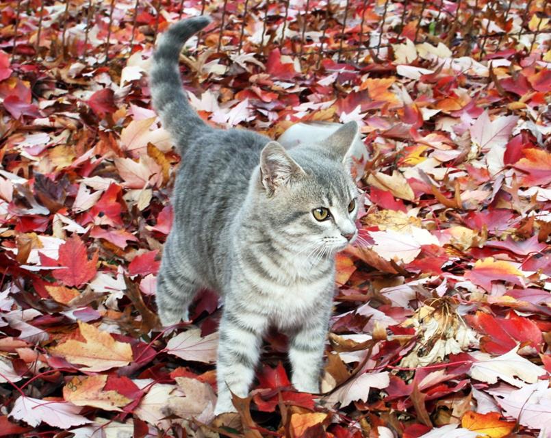 Gray Cat On Autumn Leaves jigsaw puzzle