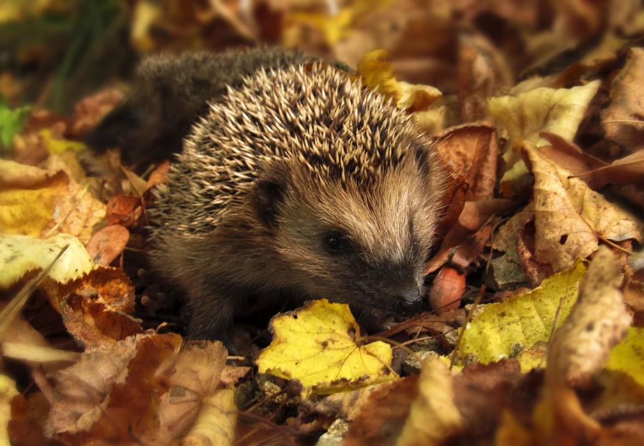 Hedgehogs Standing On Brown Dry Leaves jigsaw puzzle