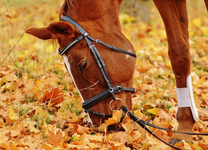 Horse Over Autumn Leaves jigsaw puzzle