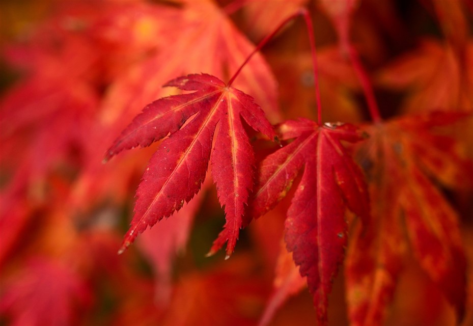 Red Maple Leaves jigsaw puzzle