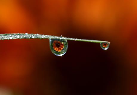 Reflection On Drops jigsaw puzzle