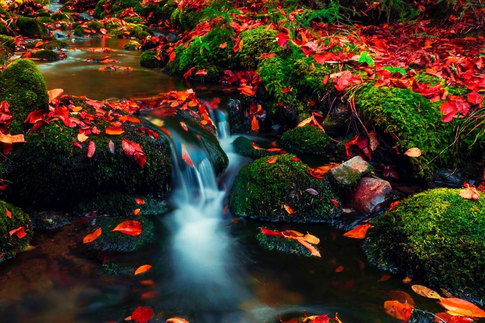 Small Waterfall With Leaves jigsaw puzzle