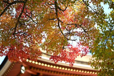 Three Color Maple Leaves jigsaw puzzle