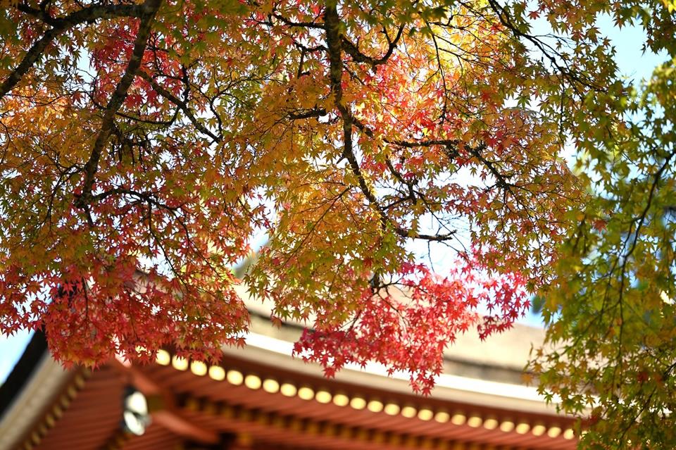 Three Color Maple Leaves jigsaw puzzle