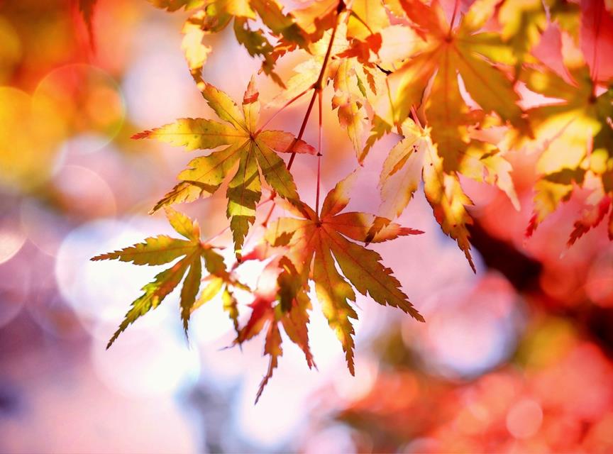 Autumn Leaves jigsaw puzzle