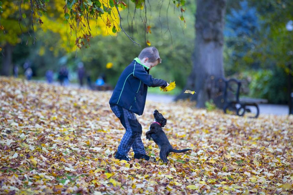 Happy Boy And Autumn Leaves jigsaw puzzle