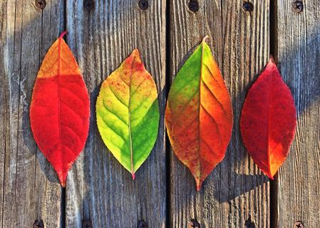 Rainbow Autumn Leaves jigsaw puzzle