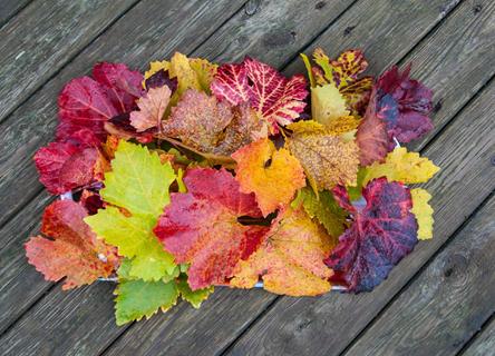A Pile Of Autumn Leaves jigsaw puzzle