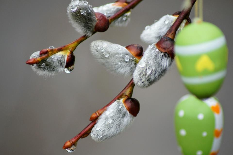 Catkins With Hanging Eggs jigsaw puzzle
