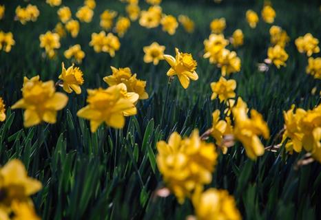Daffodil Field jigsaw puzzle