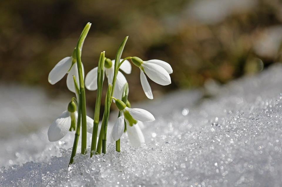 Snow Drop jigsaw puzzle