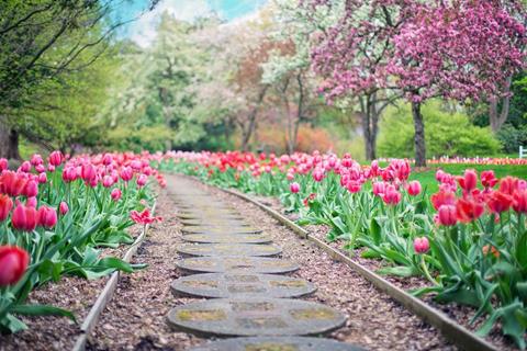 Tulips Pathway jigsaw puzzle