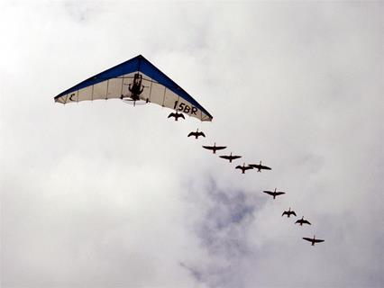 Gliders and Birds jigsaw puzzle