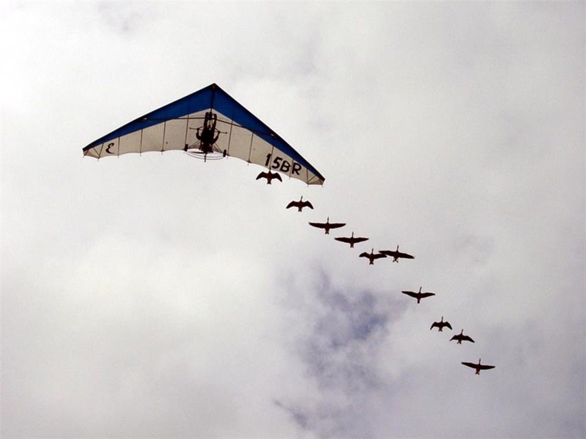 Gliders and Birds jigsaw puzzle