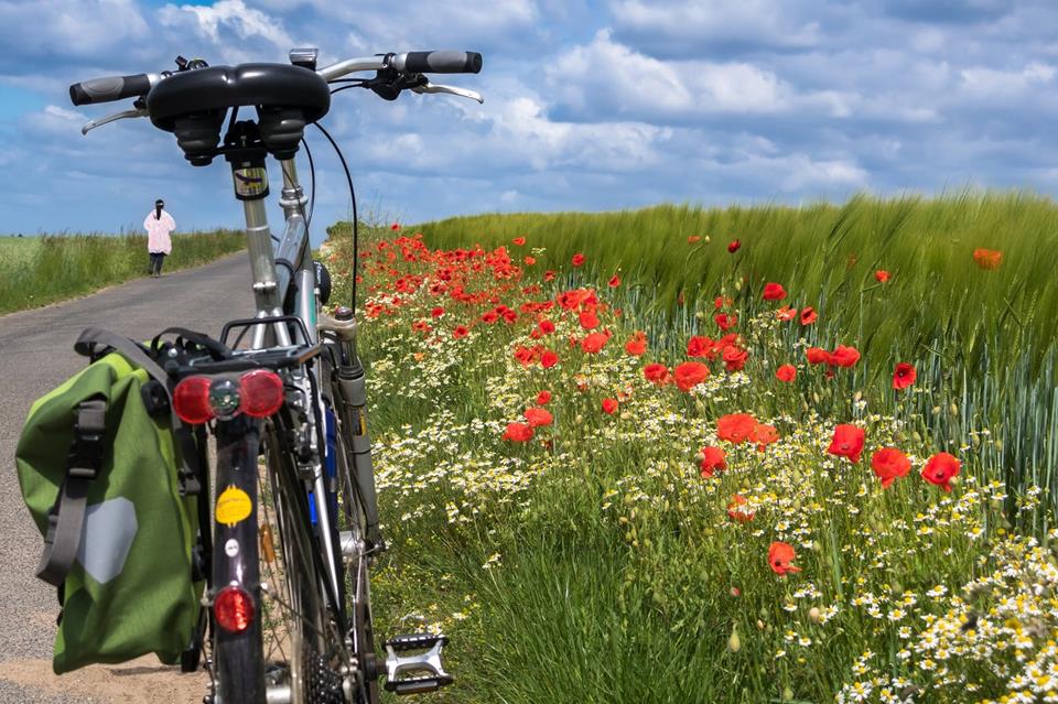 Poppies And A Bicycle jigsaw puzzle