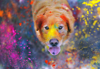 a close up of a dog jigsaw puzzle